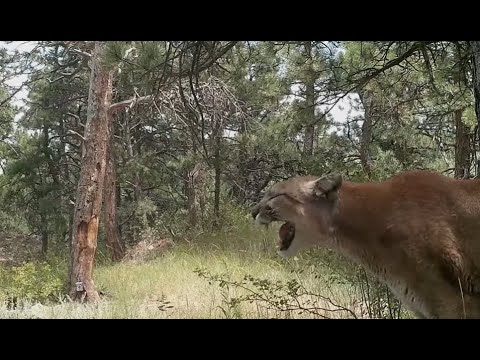 Mountain Lion Screaming For A Mate