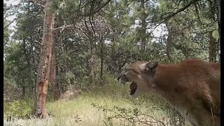 Mountain Lion Screaming for a Mate
