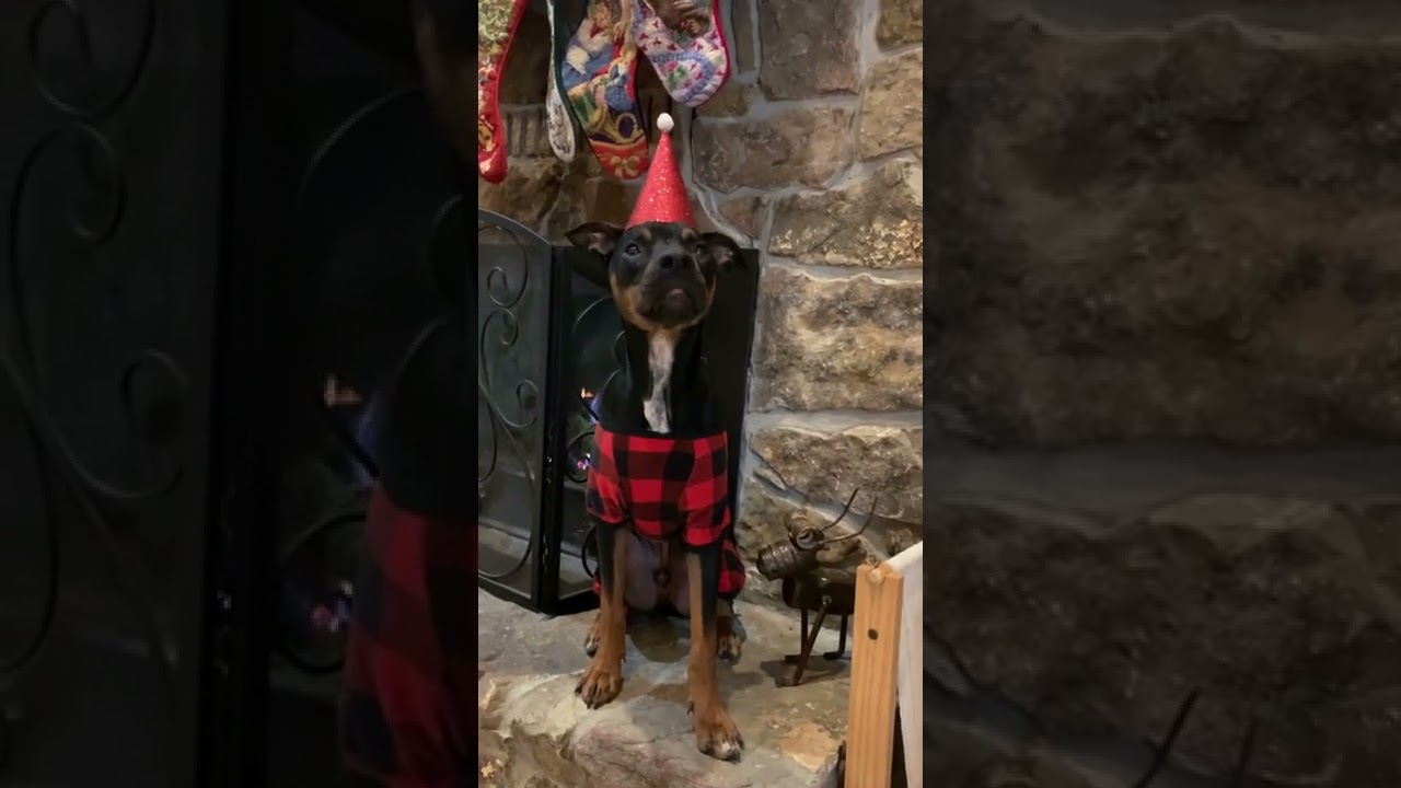 Enlarge Rufus, a Adoptable mixed breed in Columbia, MO video 6/6