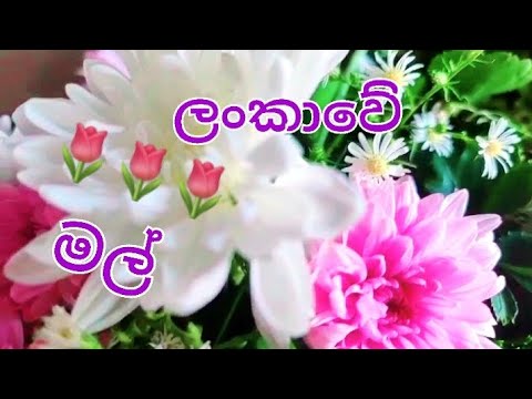 🌷🌷🌷🌷#flowers#srilanka# GO ON tharanga Dilshan youtube chanel .....