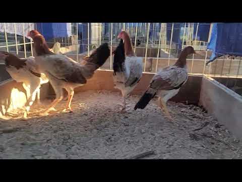 Gary Gilliam Roundheads