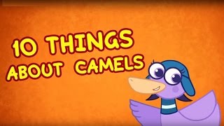 10 things about Camels | Fun Facts for Kids | Hogie the Globehopper