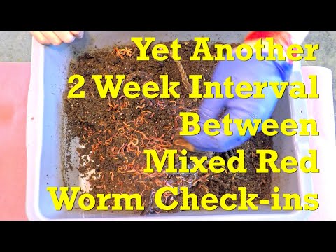 98-day mixed red worms in twine bed continue 2-week check-in interval streak - vermicompost