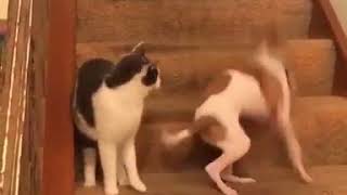 Kitty hits the wrong button