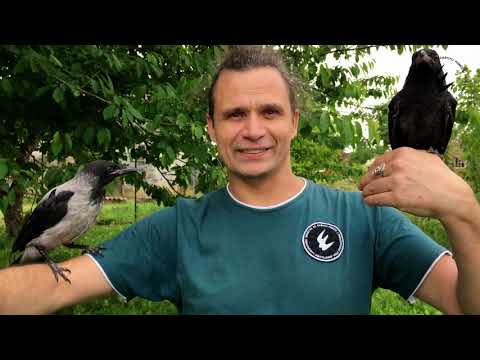 Razlike između dvije vrste vrana