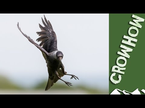 Crow hits the jackdaws - just before Packham's ban