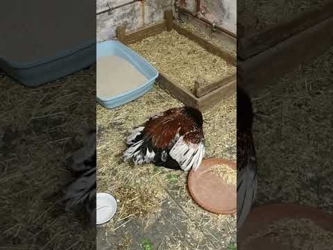 Hühnerliebe ❤️ Michel Hahn, der Hahn im Korb 🐔