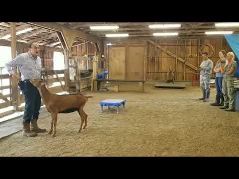 Training Basics with Beagle the Goat | The Ranch