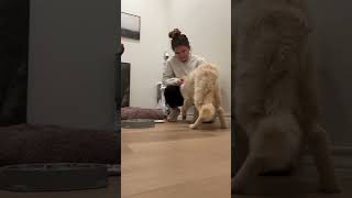 Video preview image #1 Pyrenees Husky Puppy For Sale in Grafton, WI, USA