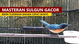 Download lagu SULINGAN GUNUNG JANTAN GACOR | Suara PIKAT Burung Tledekan BAKAU agar cepat BIRAHI & bongkar isian mp3 Download lagu SULINGAN GUNUNG JANTAN GACOR | Suara PIKAT Burung Tledekan BAKAU agar cepat BIRAHI & bongkar isian mp3