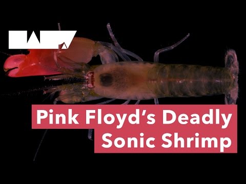 Pink Floyd's Deadly Sonic Shrimp
