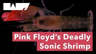 Pink Floyd's Deadly Sonic Shrimp