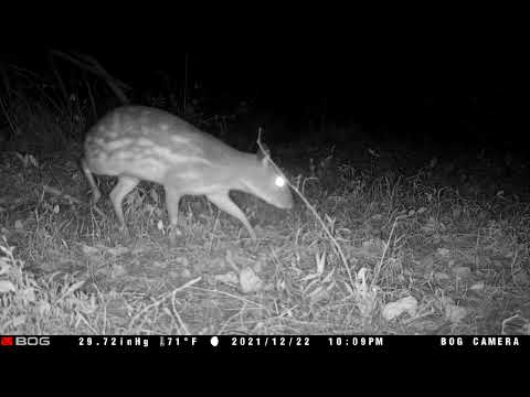 Sri Lanka Pigmy Mouse Deer in Sri Lanka Central Highlands