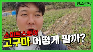 고구마어떻게 키워서 어떻게 팔까?