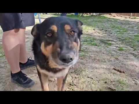 Vídeo de NANA