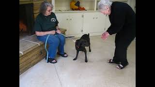 Video preview image #1 Labrador Retriever-Unknown Mix Puppy For Sale in Enfield, CT, USA