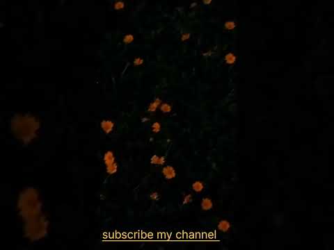 flower 🌺🌹🌺🌹 video #sonam& Shrikant vlogs #sonam& Shrikant vlogs 🇮🇳🌹🌺🌹