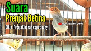 Download lagu PRENJAK BETINA Memanggil PRENJAK JANTAN Suara BIRAHI, Bikin PRENJAK Bahan Mudah Gacor Seketika. mp3 Download lagu PRENJAK BETINA Memanggil PRENJAK JANTAN Suara BIRAHI, Bikin PRENJAK Bahan Mudah Gacor Seketika. mp3