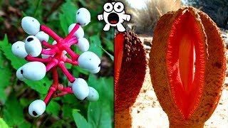 Top 20 Most Unusual Plants You Won't Believe Exist