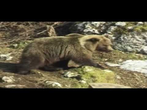 A Baby Elephant Attempt His First Step | Animalia Episode 19