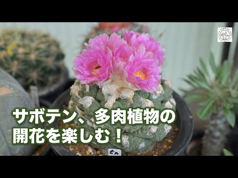 園芸 サボテンやその他の多肉植物の春の目覚め