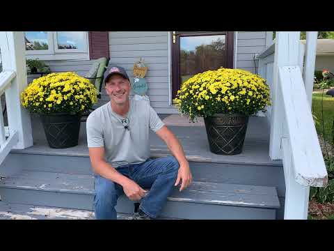 ガーデンママの見栄えを良くするために、これらのヒントを活用してください。 - 菊について知っておくべきこと