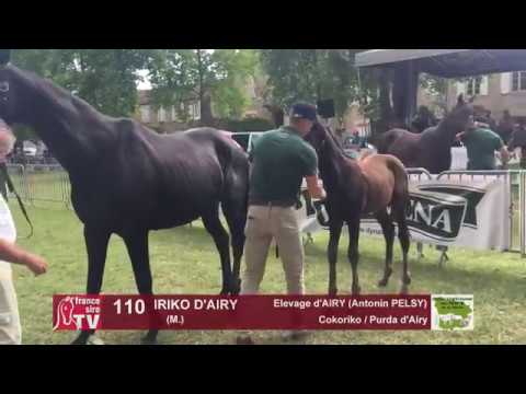 Sprinter Sacré Show 2018 : Lot 110 - IRIKO D'AIRY
