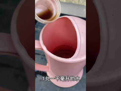 仙人掌開花好嗎