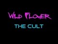 Wild Flower - The Cult  ( lyrics )