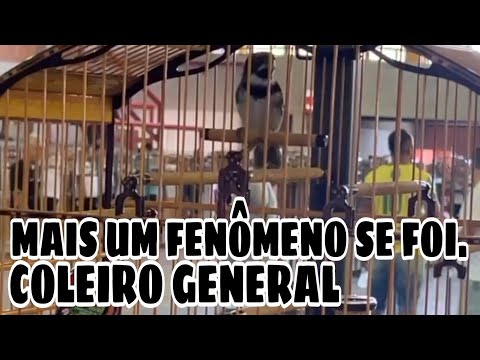 COLEIRO GENERAL, PERDEMOS MAIS UM FENÔMENO. VALE A PENA REFLETIR!!!