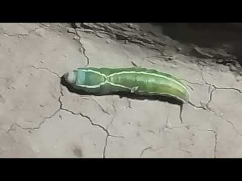 Himalayan very dangerous Insects.