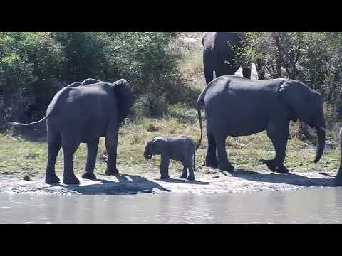 Djuma: Elephant herd and Hippos - 11:30 - 08/13/2023