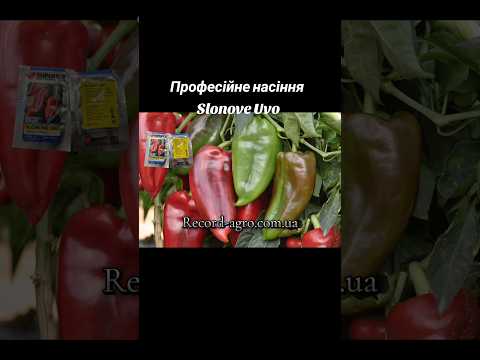 Семена острого перца Сомборка (Somborka), Superior (Сербия), 10 г полуострый, толстостенный - фото 1 - id-p2432674098