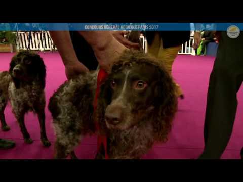 Voir la vidéo : Ring Canins du 05 mars 2017, partie 2