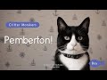 Tuxedo Cat Name Ideas Say Hello To Pemberton Critter Monikers