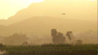 preview picture of video 'Ave rapaz sobrevolando la vega de Granada al atardecer 18-7-12 1ª'