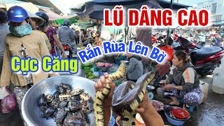 NƯỚC LŨ SÔNG MEKONG DÂNG CAO THEO BÃO SỐ 5 - RẮN RÙA LÊN BỜ Ở CHỢ NÀNG HAI SA ĐÉC
