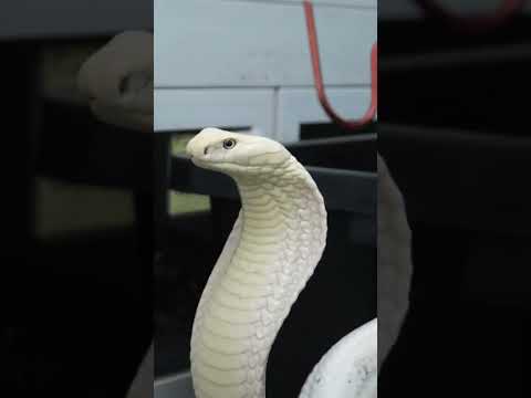 remembering Lilith the all white king cobra