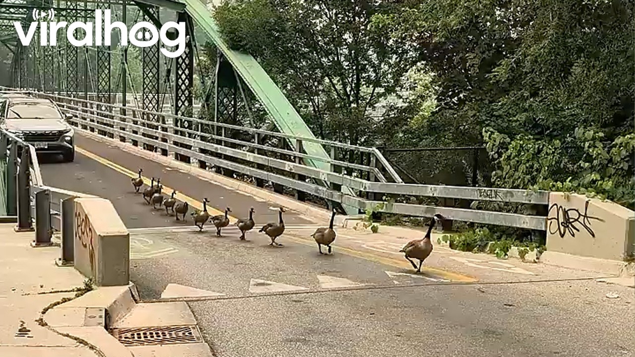 Geese Family Crossing a Bridge || ViralHog