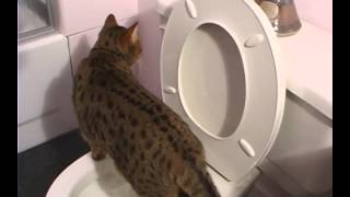 Bengal Cat Flushes Toilet