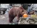Detroit Zoo Smashing Pumpkins 2017 Grizzly Bears