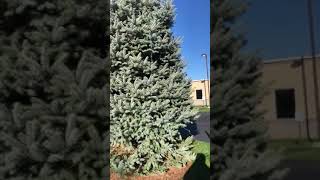 4 tips how to hang Christmas lights on an outdoor tree for that classic clean professional holiday