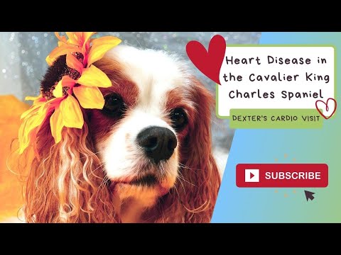Mitral Valve Disease Cavalier King Charles Spaniel | Echocardiography Cardiologist Visit Results
