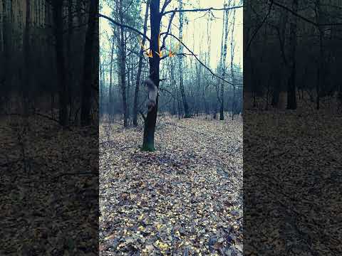 Спайс - пес легенда!