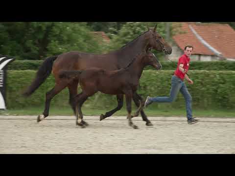 Vinny van de Bergdalhoeve