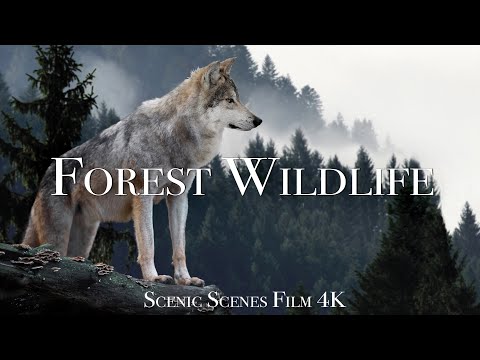 Forest Wildlife In Animals That Call The Forest Home