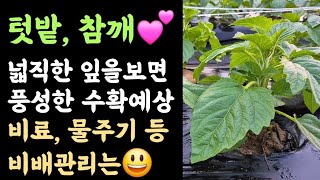 텃밭, 참깨???? 넓직한 잎을 보면 풍성한 수확예상???? 비료, 물주기 등 비배관리는? ????