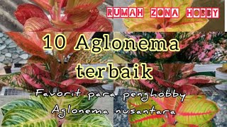 Download lagu 10 jenis tanaman Aglonema terbaik || Aglonema koleksi favorit mp3