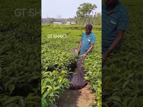 Hedge Trimmer
