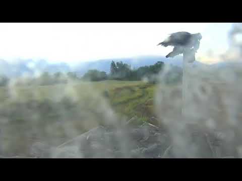 Sibling Rivalry 2.0 Charlo Osprey Nest 2018 09 04